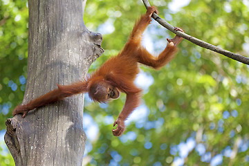 Image showing Borneo Orangutan