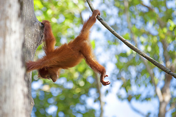 Image showing Borneo Orangutan