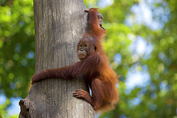 Image showing Borneo Orangutan