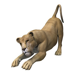 Image showing Stretching Lioness