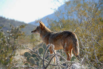 Image showing Coyote