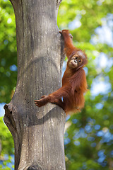 Image showing Borneo Orangutan