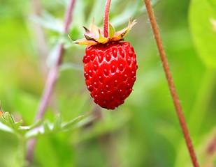 Image showing Delicious berry strawberry
