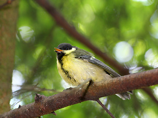 Image showing Fledgling birds titmouse