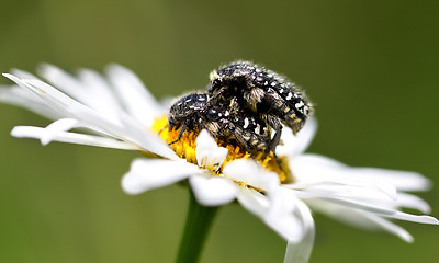 Image showing two beetle