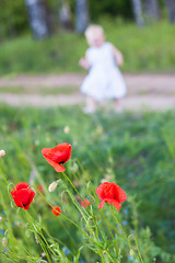 Image showing Wild poppies and little child