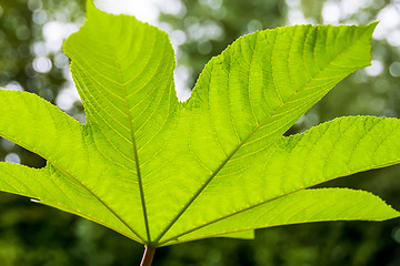 Image showing Underside glowing leaf