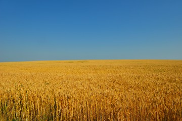 Image showing wheat field with blue sky in background