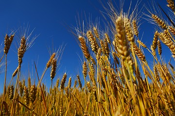 Image showing wheat field with blue sky in background