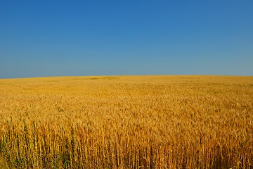 Image showing wheat field with blue sky in background