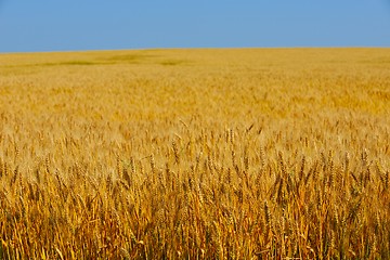 Image showing wheat field with blue sky in background