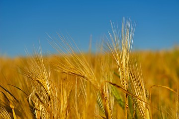 Image showing wheat field with blue sky in background