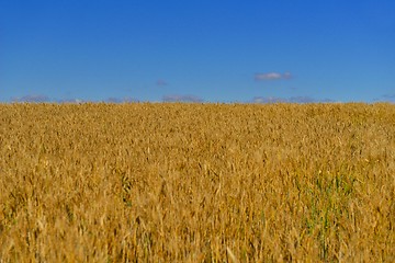 Image showing wheat field with blue sky in background