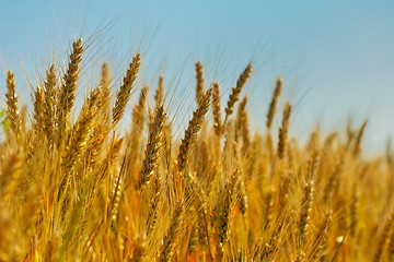 Image showing wheat field with blue sky in background