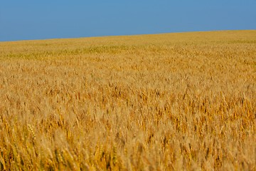 Image showing wheat field with blue sky in background