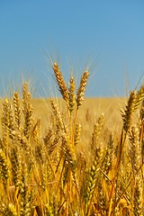 Image showing wheat field with blue sky in background