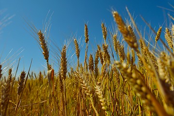 Image showing wheat field with blue sky in background