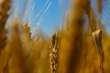 Image showing wheat field with blue sky in background