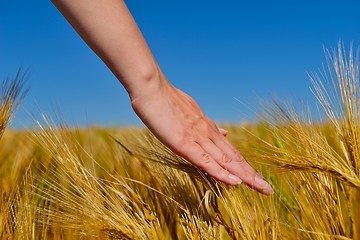 Image showing hand in wheat field