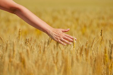 Image showing hand in wheat field