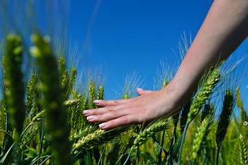 Image showing hand in wheat field