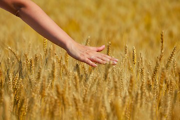 Image showing hand in wheat field