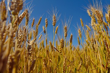 Image showing wheat field with blue sky in background