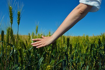 Image showing hand in wheat field