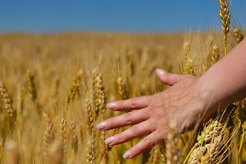 Image showing hand in wheat field