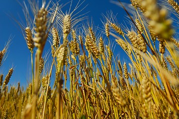 Image showing wheat field with blue sky in background