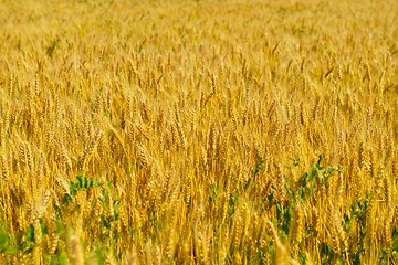 Image showing wheat field with blue sky in background