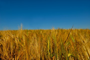 Image showing wheat field with blue sky in background