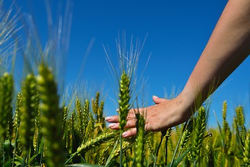 Image showing hand in wheat field