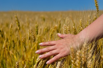 Image showing hand in wheat field