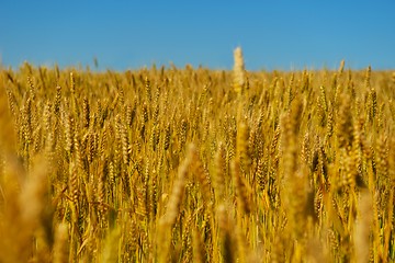 Image showing wheat field with blue sky in background