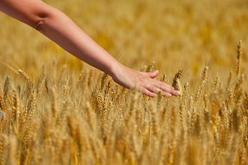 Image showing hand in wheat field