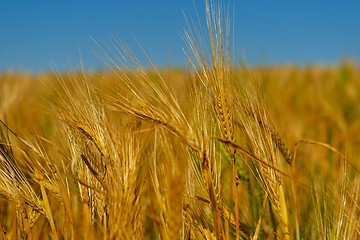 Image showing wheat field with blue sky in background