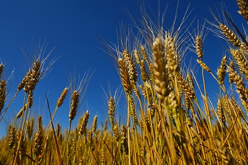 Image showing wheat field with blue sky in background