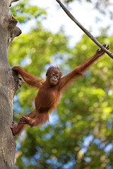 Image showing Borneo Orangutan