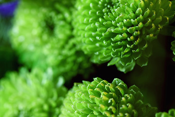 Image showing Green balls of flowers