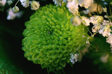 Image showing Green flower