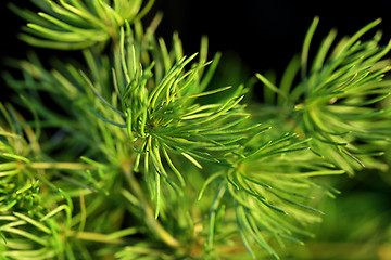 Image showing Green needles