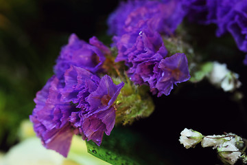 Image showing Lilac flowers