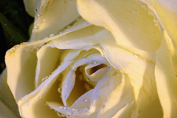 Image showing Rose and dew