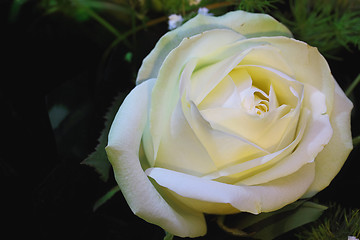 Image showing White rose