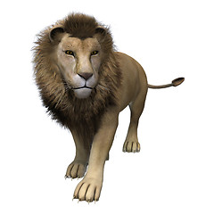 Image showing Male Lion