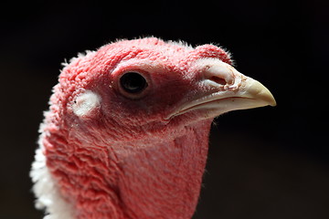 Image showing backlit portrait of a turkey hen