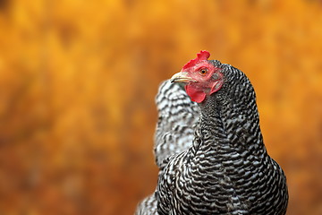 Image showing big hen portrait in autumn setting