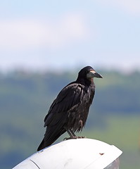 Image showing black crow ( corvus frugilegus )