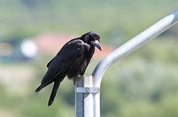 Image showing black crow on a metal pillar